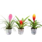 Bromelia MIX