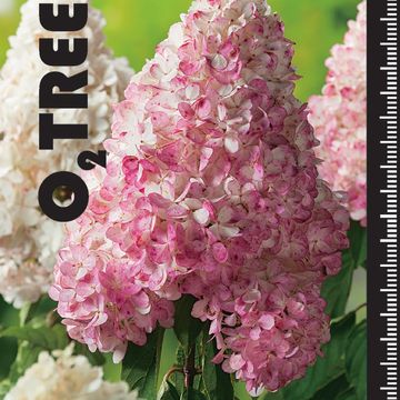 Hydrangea paniculata VANILLE FRAISE