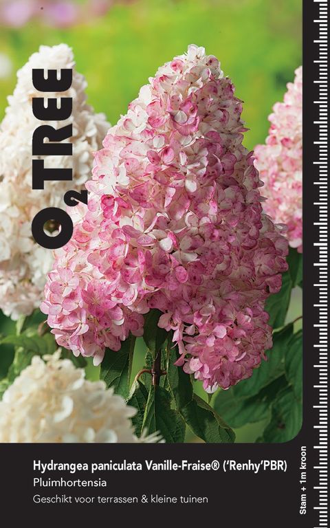 Hydrangea paniculata VANILLE FRAISE
