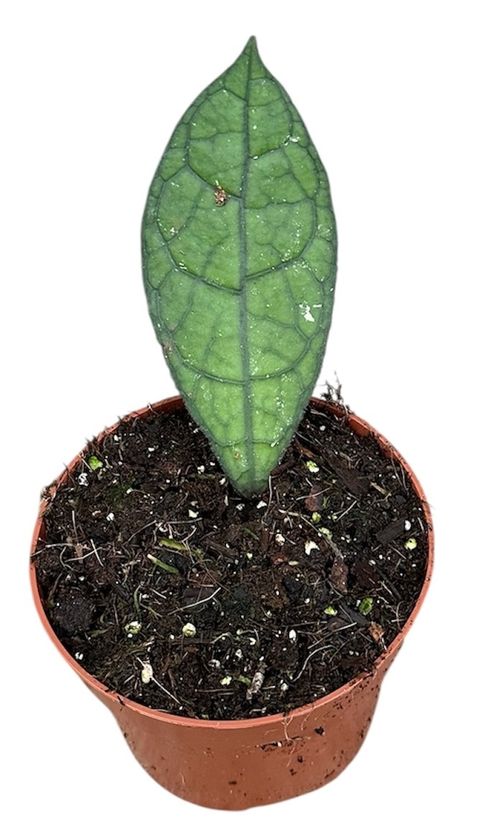 Hoya clemensiorum DARK LEAF