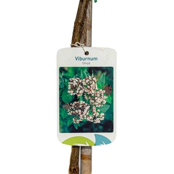 Viburnum tinus