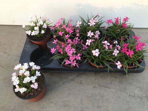 Rhodohypoxis MIX
