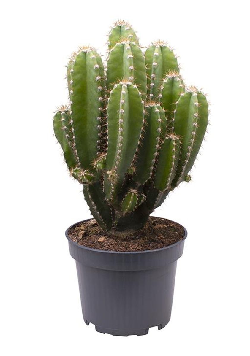 Cereus repandus 'Florida' — Hurtownia roślin FlorAccess