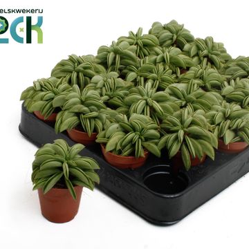 Peperomia 'Happy Bean'