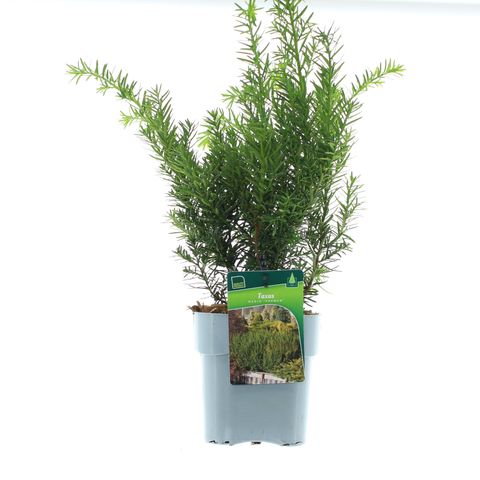 Taxus x media 'Farmen'