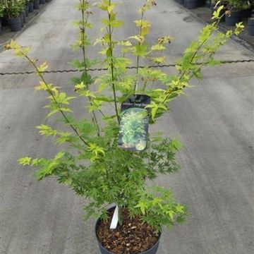 Acer palmatum 'Orange Dream'