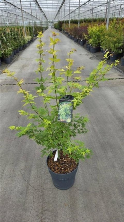 Acer palmatum 'Orange Dream'