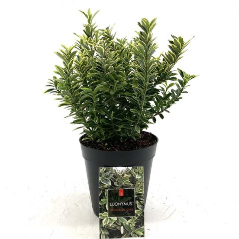 Euonymus japonicus 'Микрофиллус Ауреовариегатус'