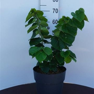 Cercis chinensis 'Avondale'