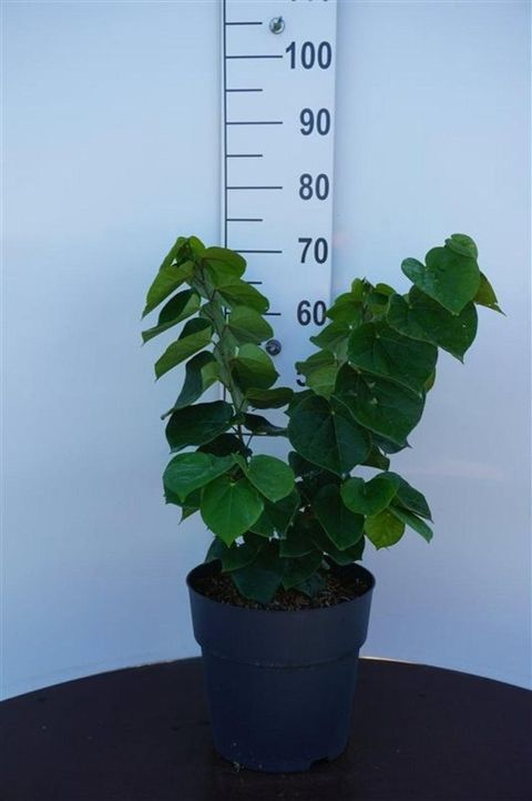 Cercis chinensis 'Avondale'