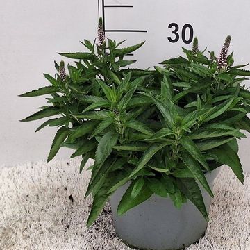 Veronica spicata