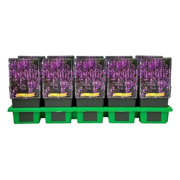 Ajuga reptans MIDNIGHT MYSTERY