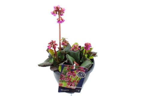 Bergenia cordifolia SHOESHINE ROSE