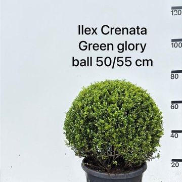 Ilex crenata 'Green Glory'