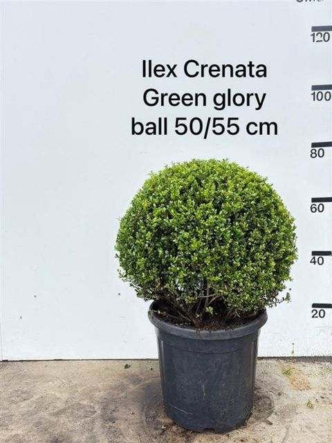 Ilex crenata 'Green Glory'