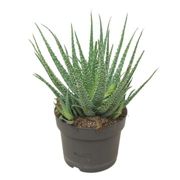 Aloe humilis