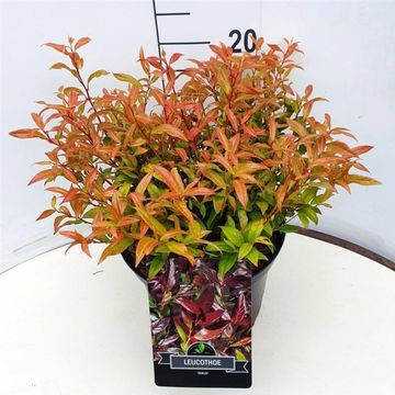 Leucothoe 'Zeblid'