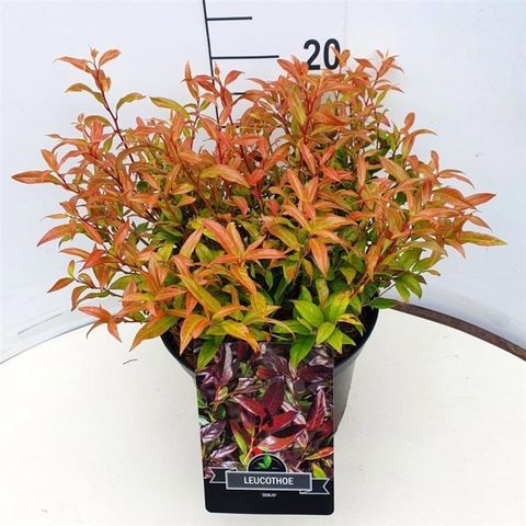 Leucothoe 'Zeblid'