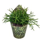 Rhipsalis CASHERO