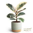 Ficus elastica 'Tineke'