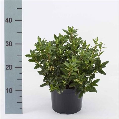 Rhododendron 'Blue Tit'