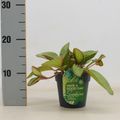 Episcia cupreata 'Tierra Menta'