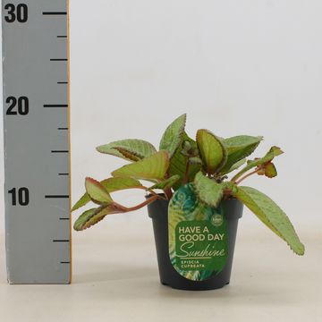 Episcia cupreata 'Tierra Menta'