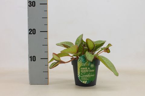 Episcia cupreata 'Tierra Menta'