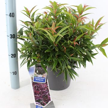 Leucothoe keiskei BURNING LOVE