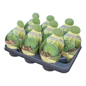 Mammillaria spinosissima 'Un Pico Cristata'