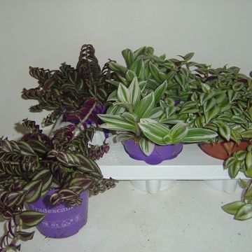 Tradescantia MIX