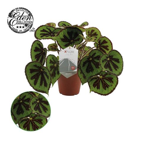 Begonia masoniana ROCK