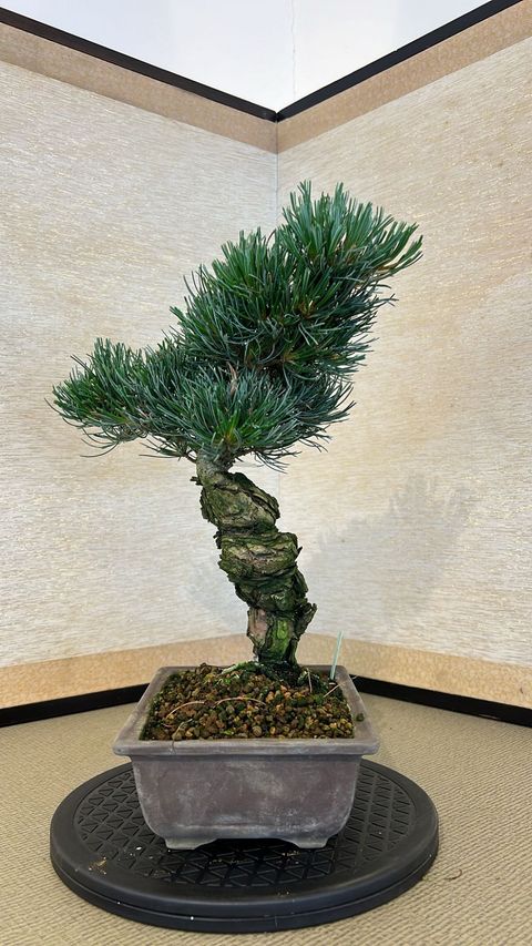 Pinus parviflora