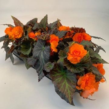 Begonia TUBEROSA MIX