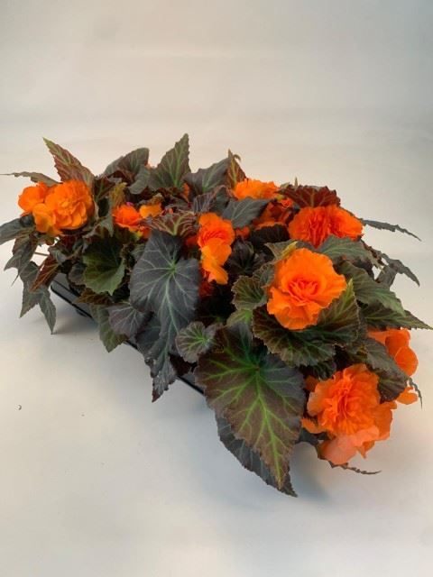Begonia TUBEROSA MIX