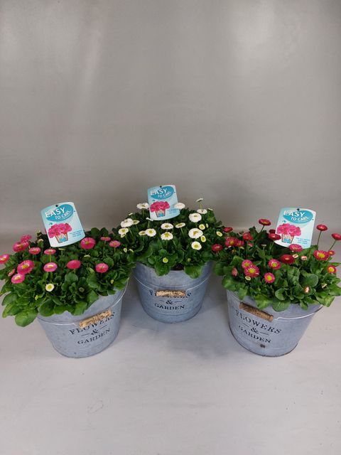 Bellis perennis MIX