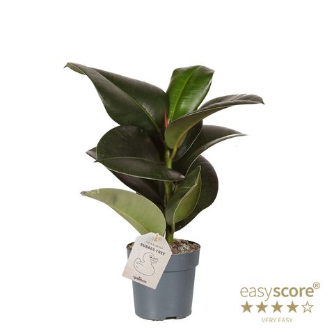 Ficus elastica 'Sofia'