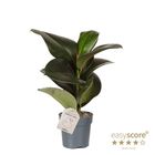 Ficus elastica 'Sofia'