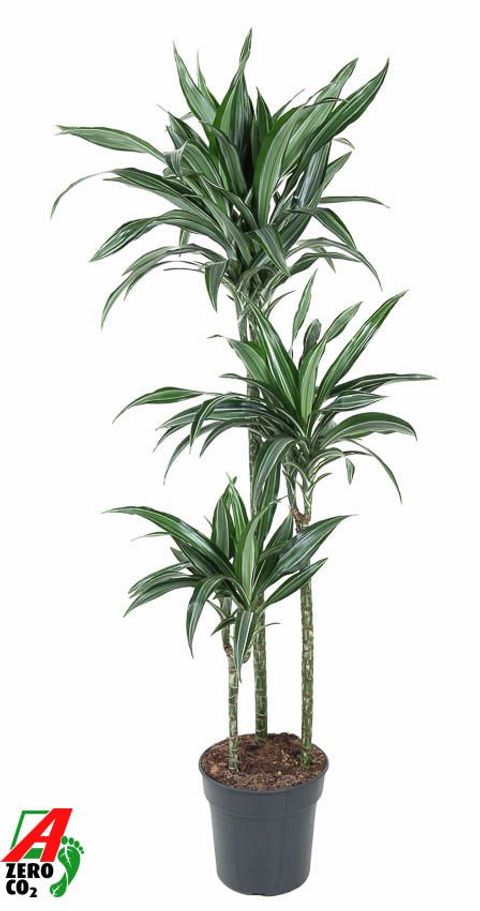 Dracaena fragrans Deremensis