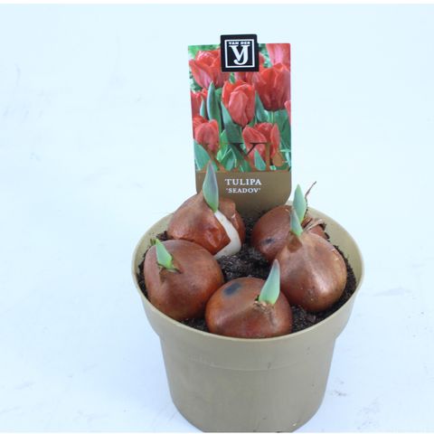 Tulipa 'Seadov'