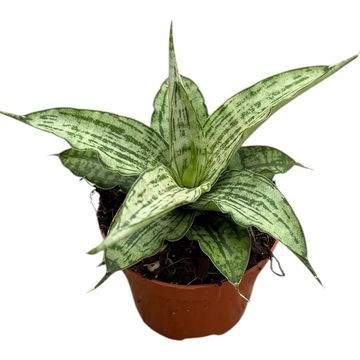 Sansevieria 'Cinta'