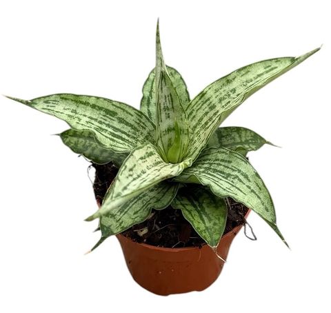Sansevieria 'Cinta'
