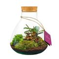 Arranjo Terrarium