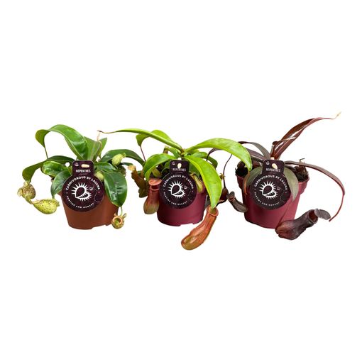 Nepenthes MIX