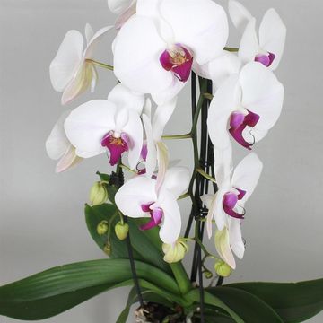 Phalaenopsis 'Red Lips'