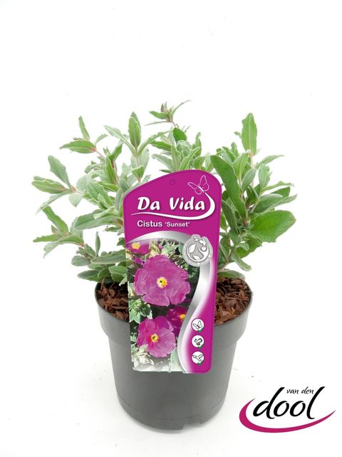 Cistus x pulverulentus 'Sunset'