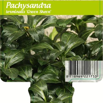 Pachysandra terminalis 'Green Sheen'