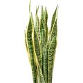 Sansevieria trifasciata 'Laurentii'