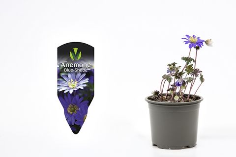 Anemone blanda 'Blue Shades'