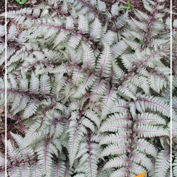 Athyrium niponicum pictum